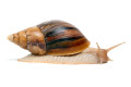 Lissachatina immaculata panthera Madagascar adult